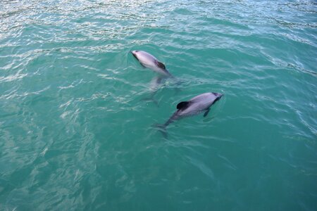 Nature dolphin aquatic photo