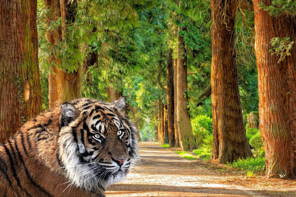 Nature trail