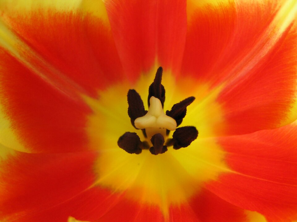 Bloom flower nature