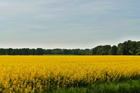 Colza rape agriculture