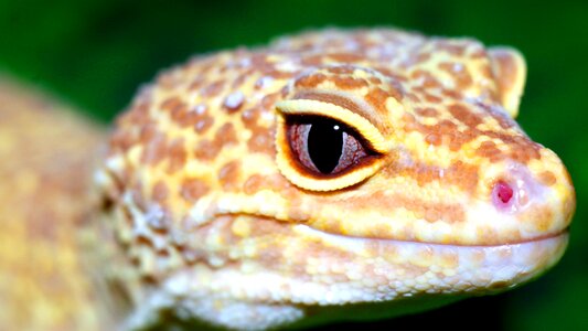 Reptiles nature animals