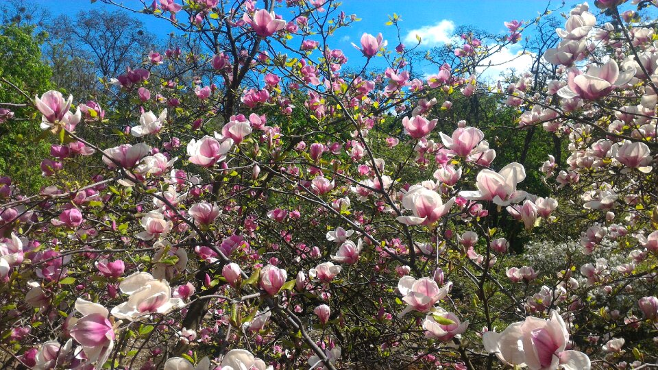 Garden tree magnolia photo