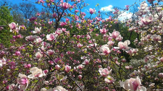Garden tree magnolia