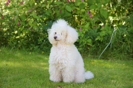 Nature cute dog
