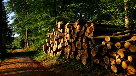 Holzstapel morning sun forest path photo