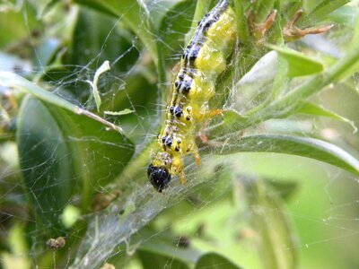 Macro hairy caterpillar buxusrups photo