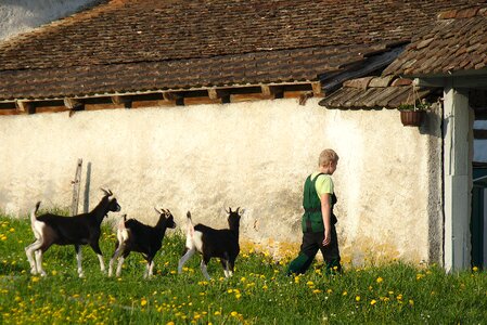 Young goats switzerland nature photo