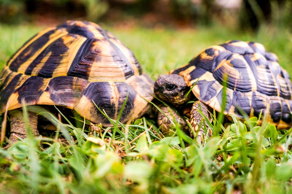 Nature slowly animal