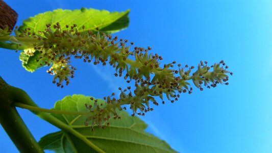 Growth tree branch photo