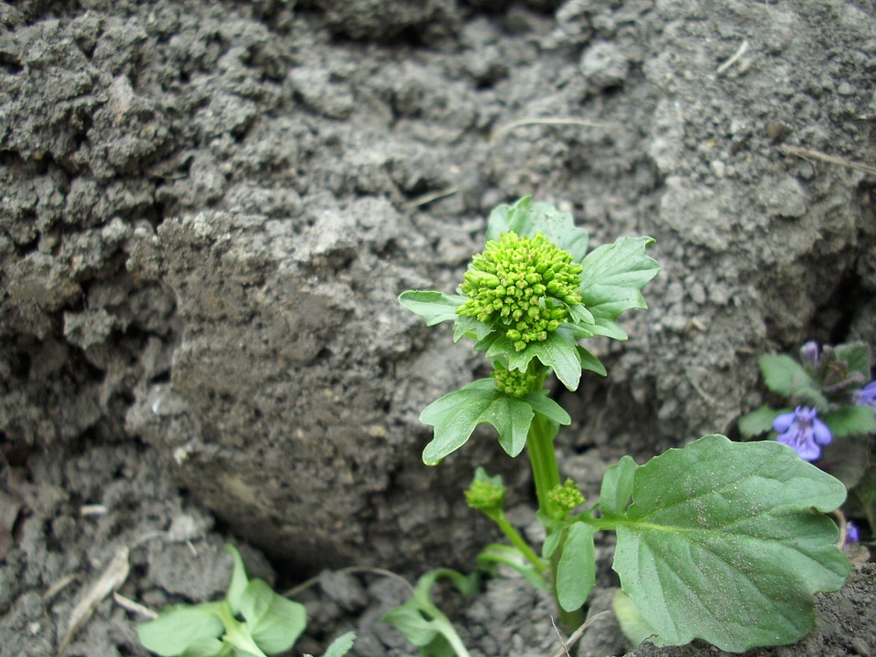 Organic botany herb