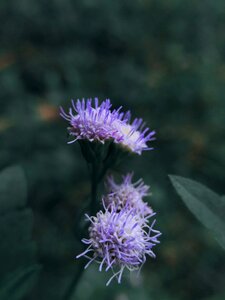 Green bush pollen