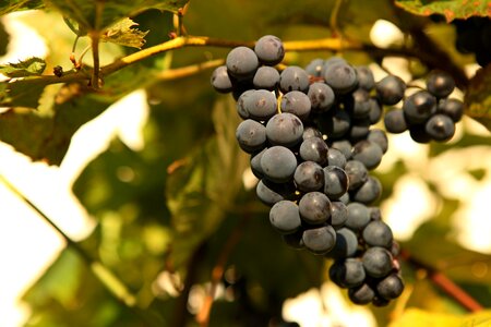 Nature bunch of grapes vineyard photo
