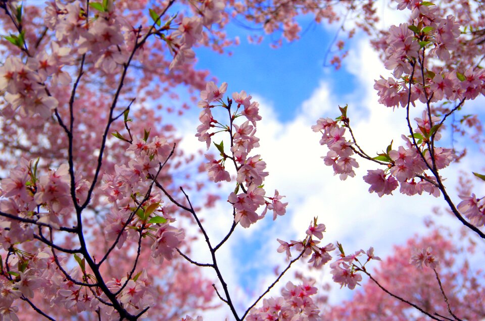 Flowers seasonal cherry blossoms