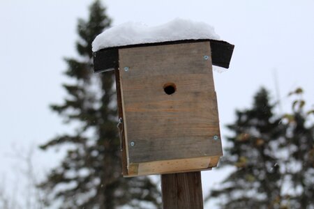 Snow birdhouse photo