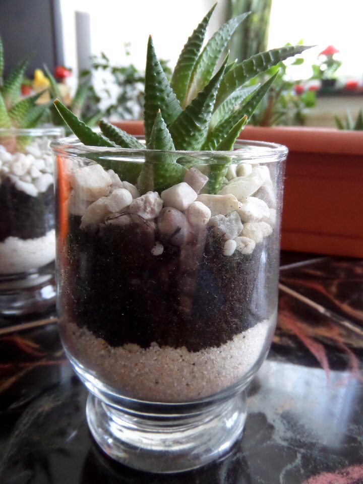 Glass flower plant