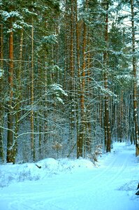Nature landscape pine