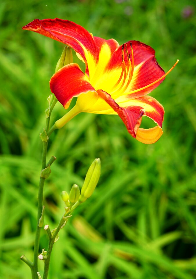 Flower flora summer