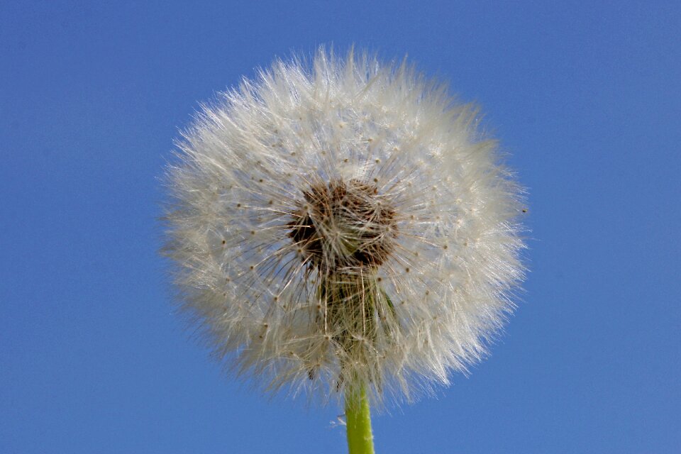 Summer seeds flower