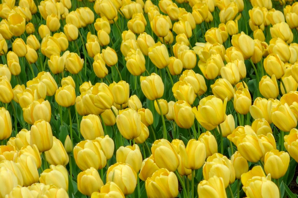 Botanical yellow