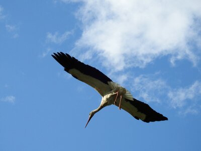 Stork spring white stork