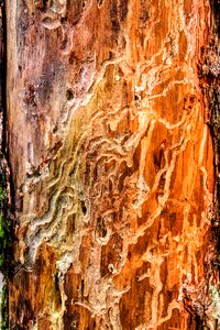 Pest damaged log