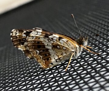 Butterfly small insect