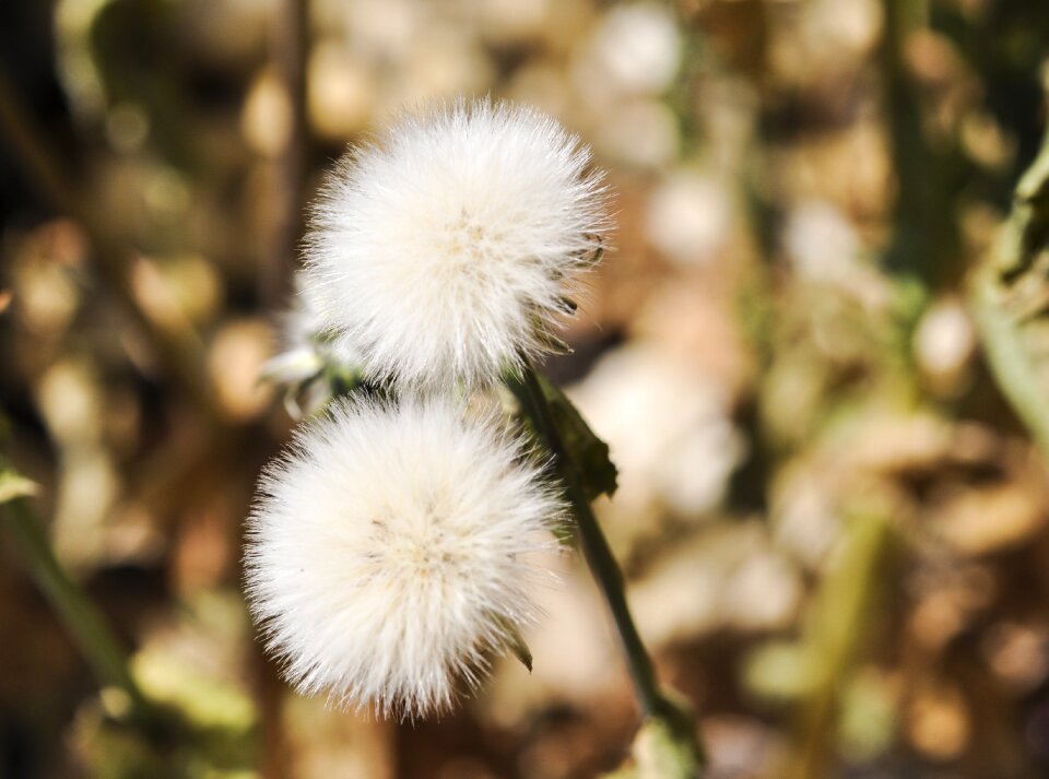 Outdoors season dandelion