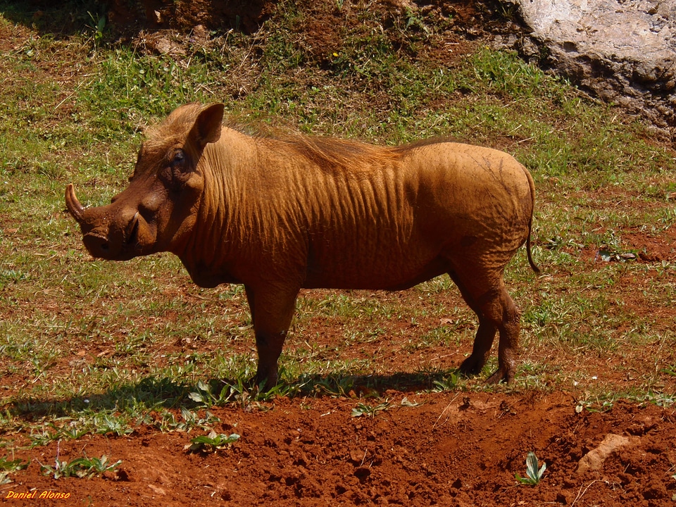 Fauna nature safari