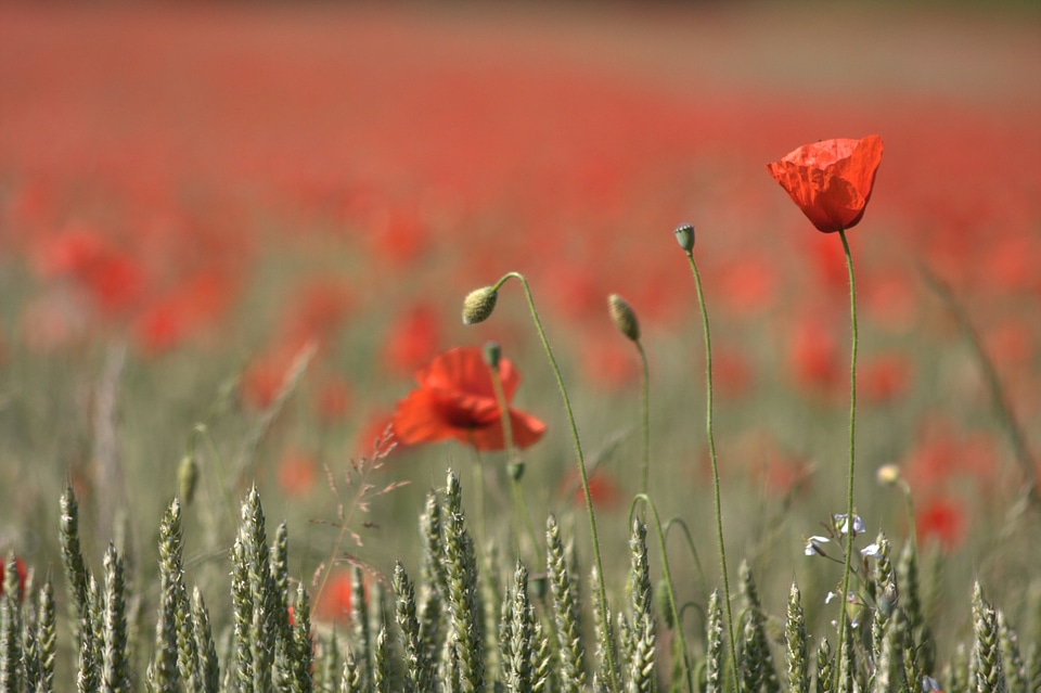 Nature field flower field