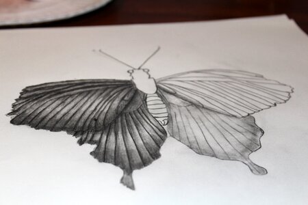 Nature moth