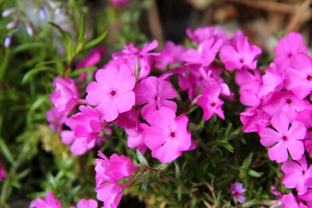 Phlox spring spring-flowering perennial photo