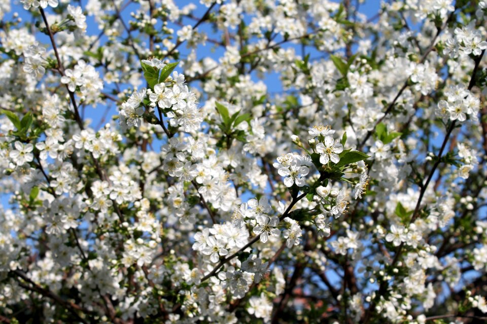 Branch flora cherry tree photo