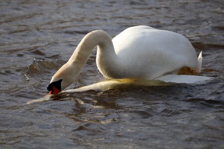 Lake swan photo
