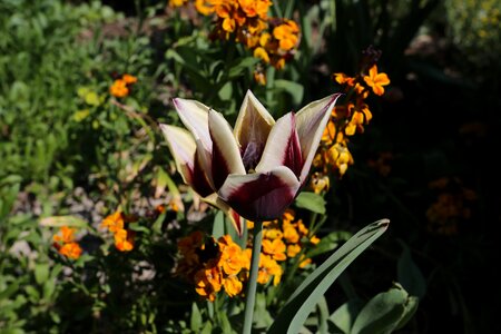 Garden leaf flowers photo