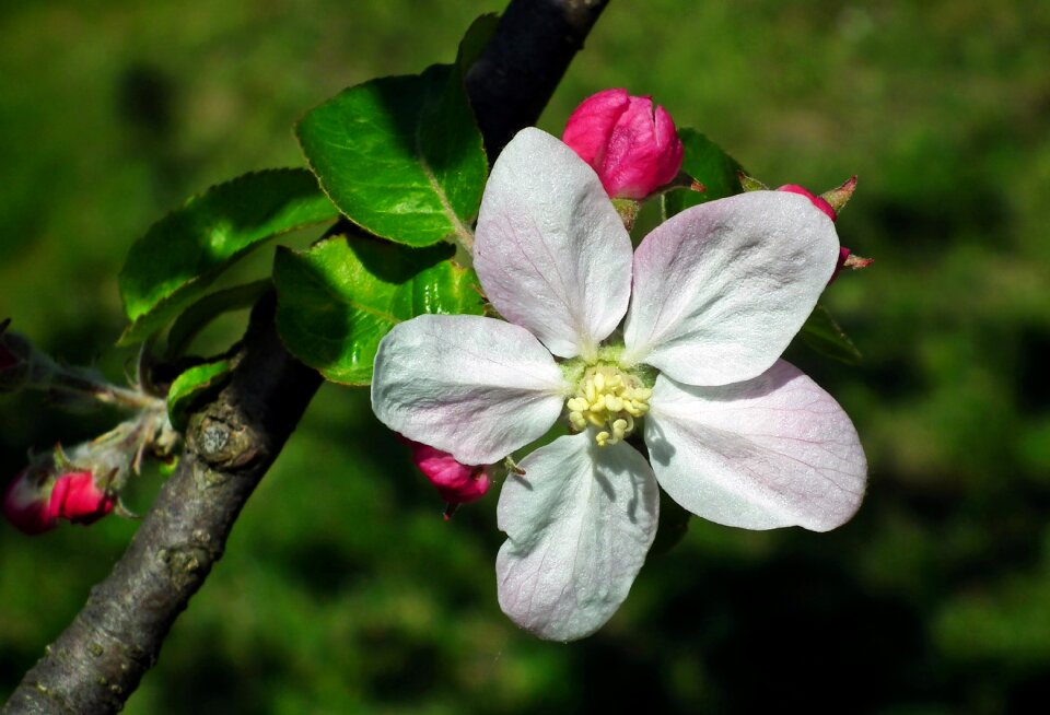 Nature plant petal