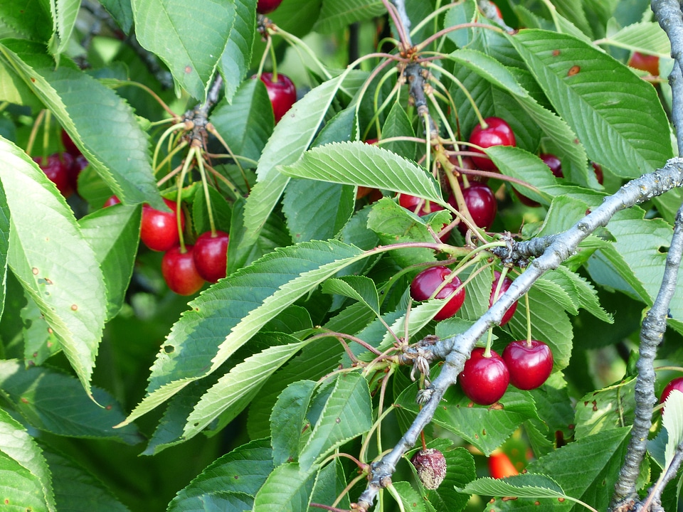 Fruit healthy leaves