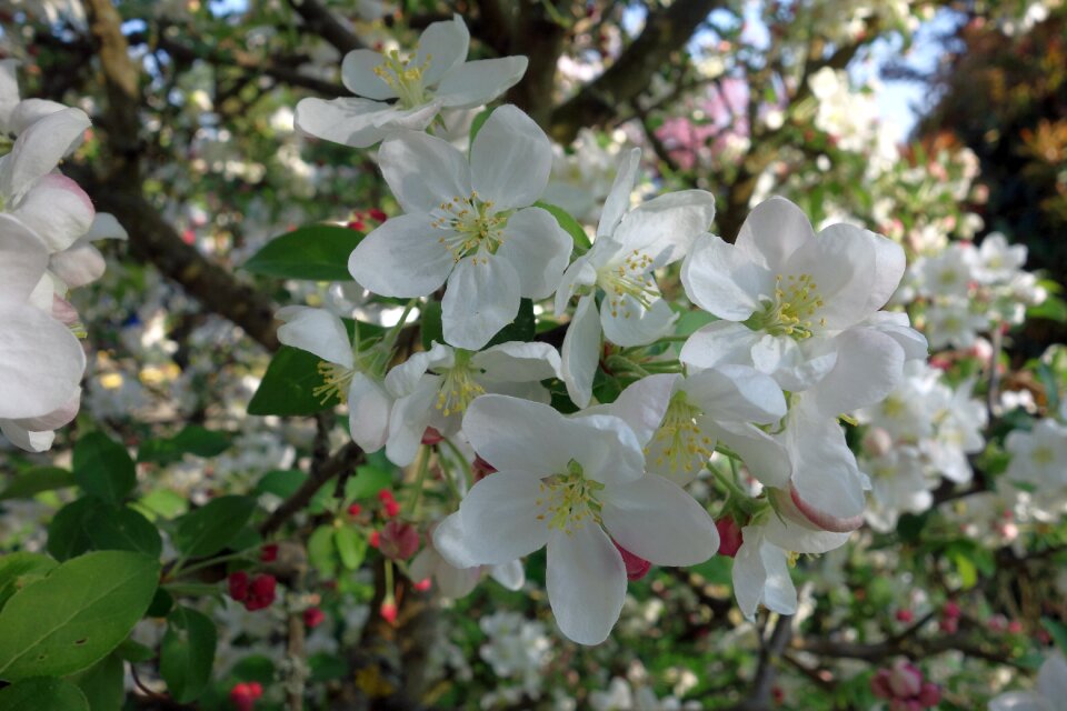 Garden nature embellishment
