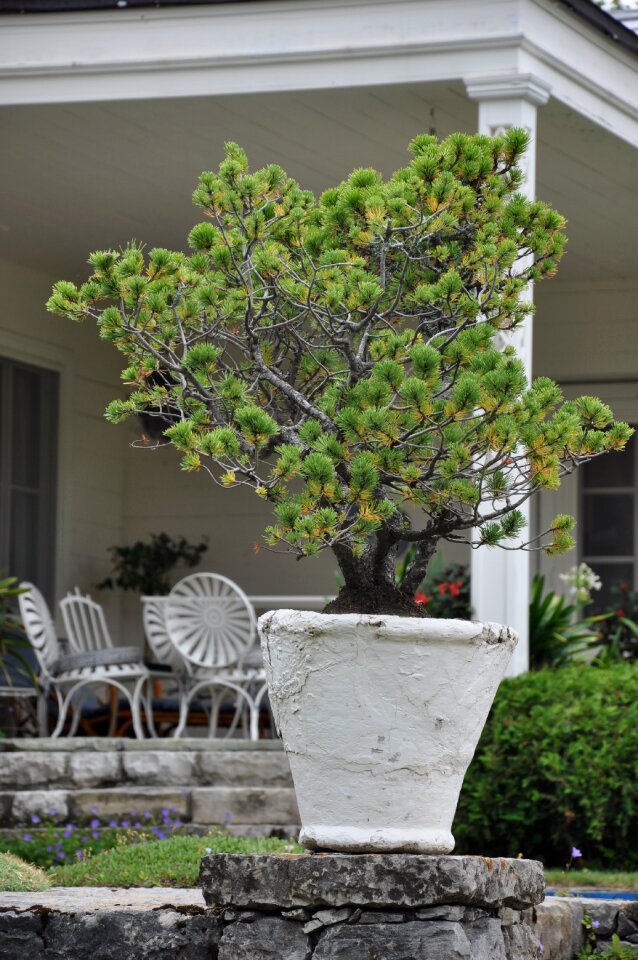 Tree plant bonsai