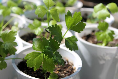 Healthy food seedling
