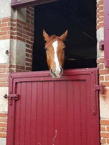 Window wooden