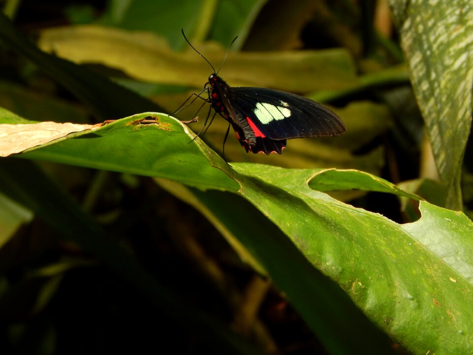 Butterfly green Free photos