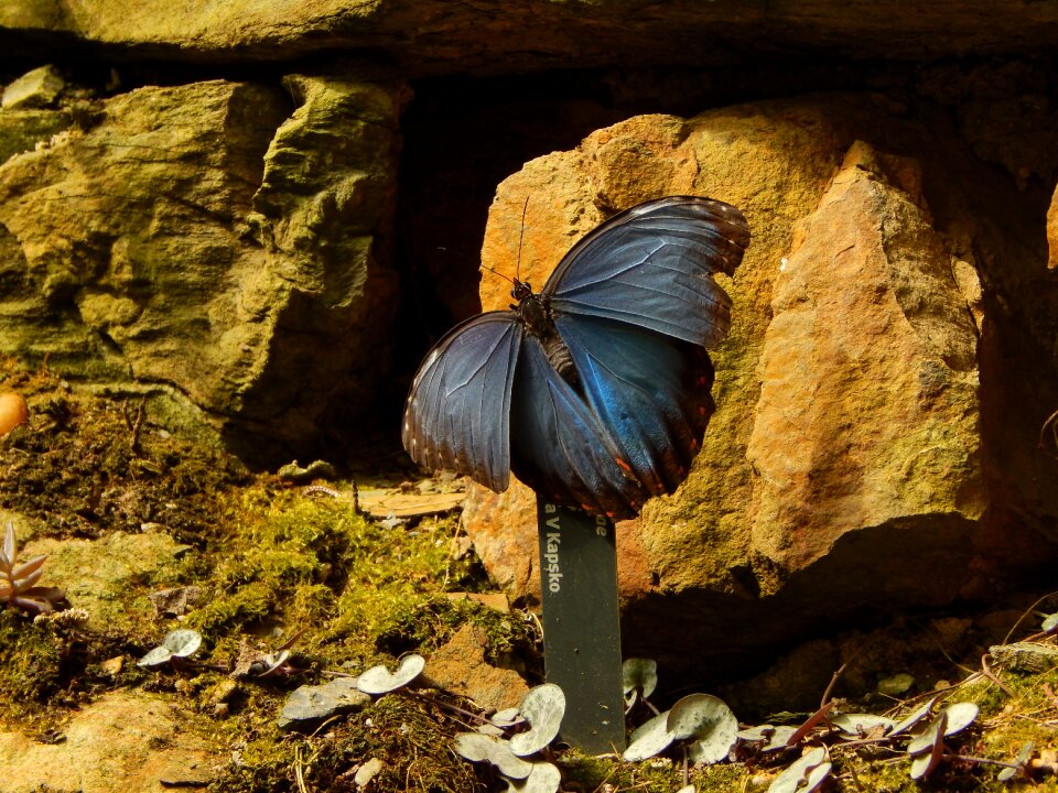Butterfly nature Free photos