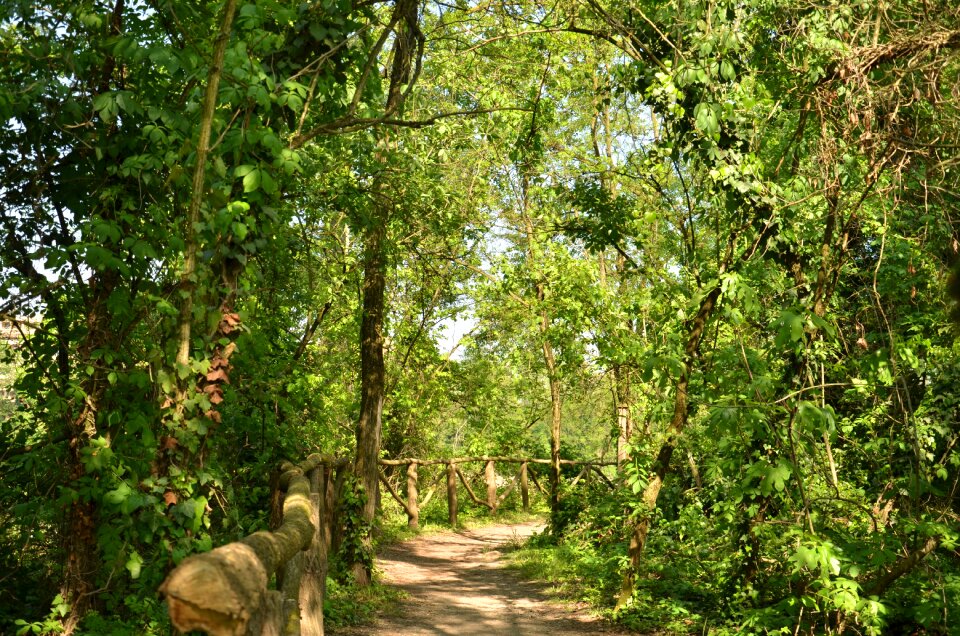 Leaf wood branch