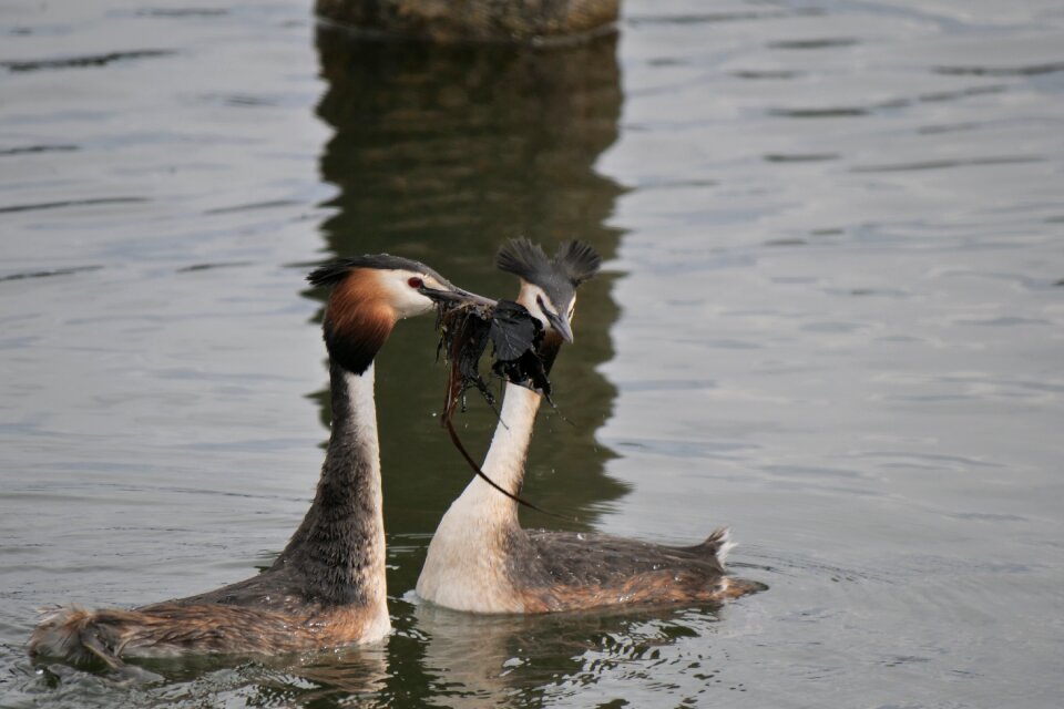 Balz courtship courtship posturing