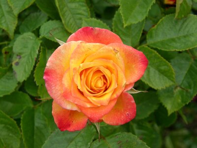Rose plant close up photo