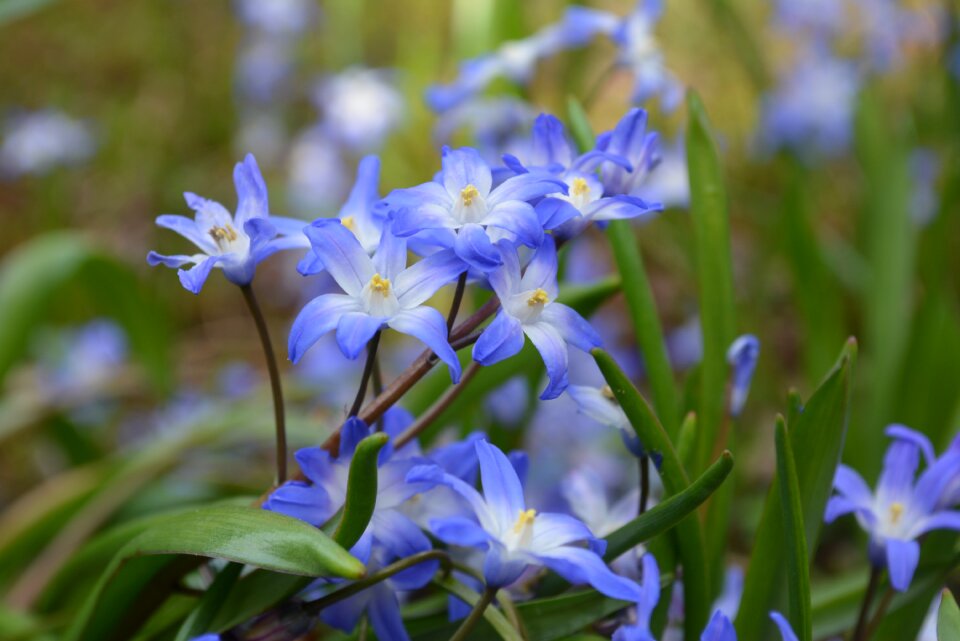 Leaf petal blue