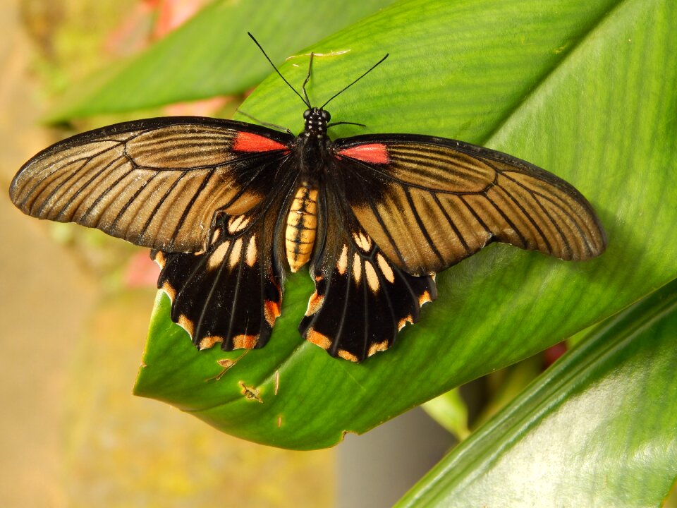 Butterfly nature Free photos