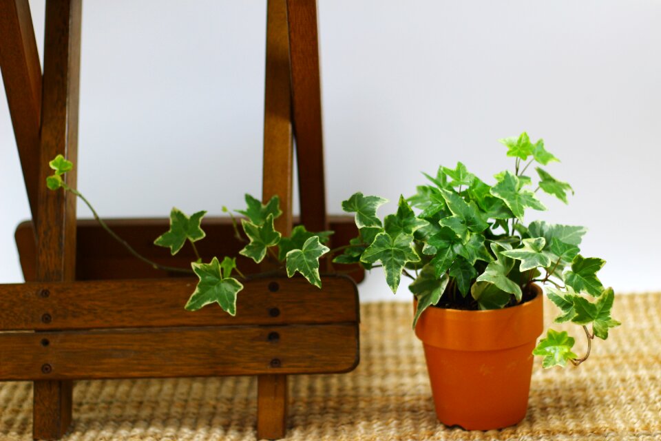 Leaf mini potted interior