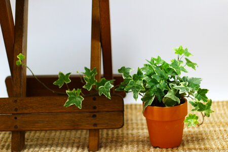 Leaf mini potted interior