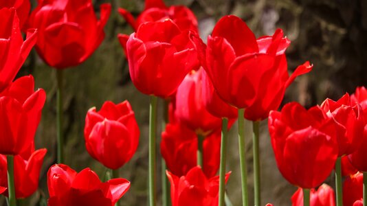 Tulip garden color photo